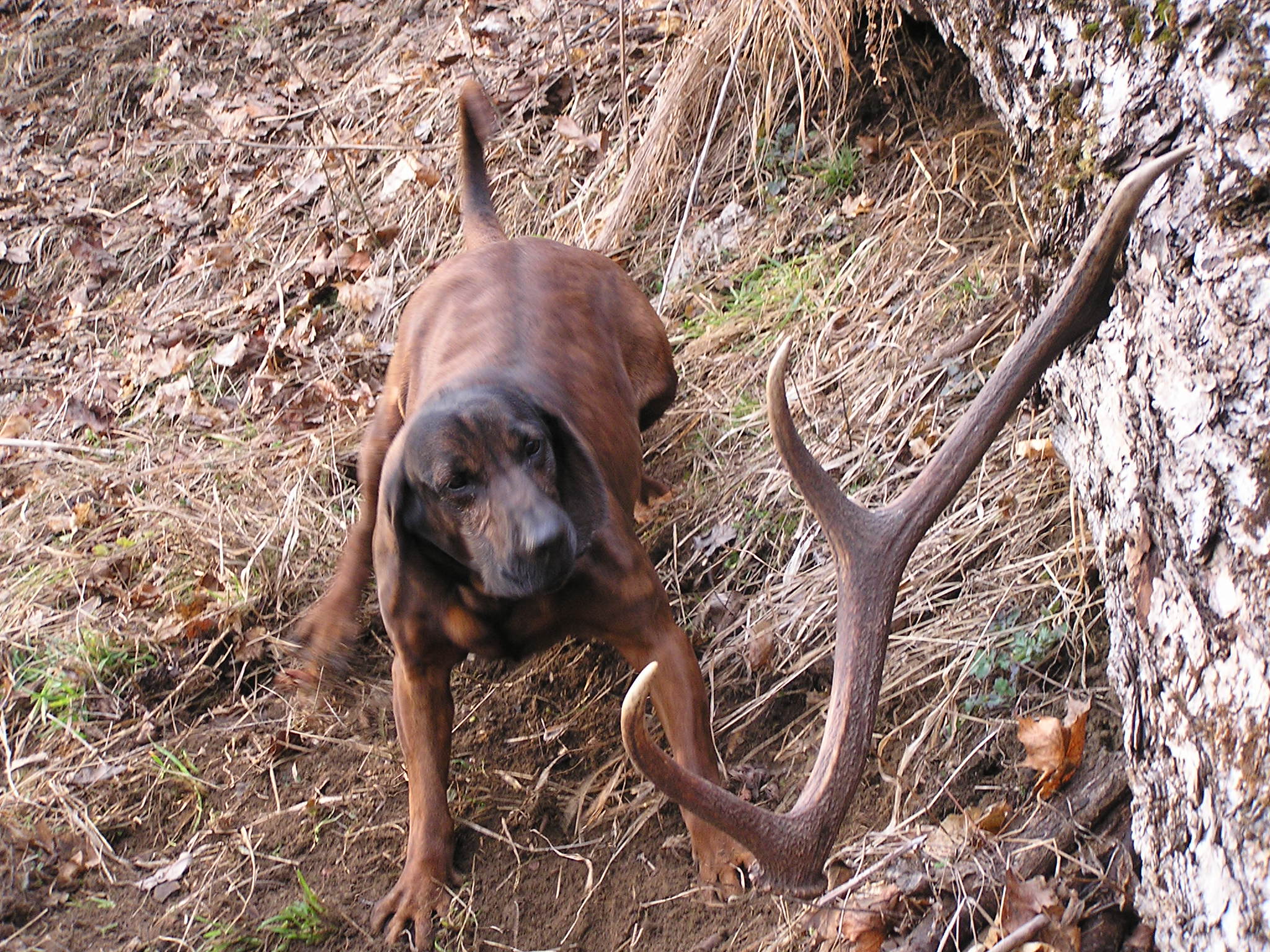 Baska hlasi zhod (1)