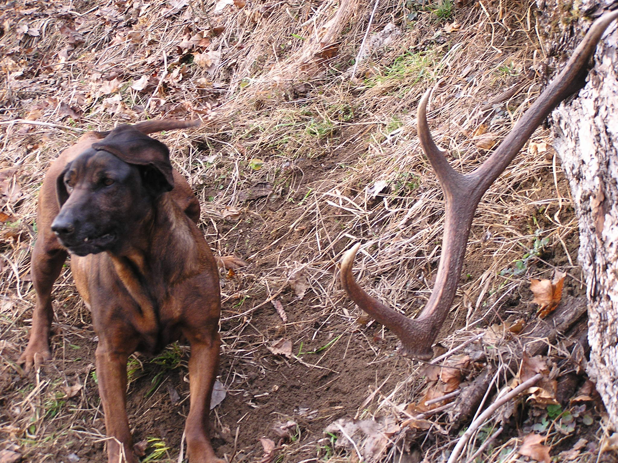 Baska hlasi zhod (2)