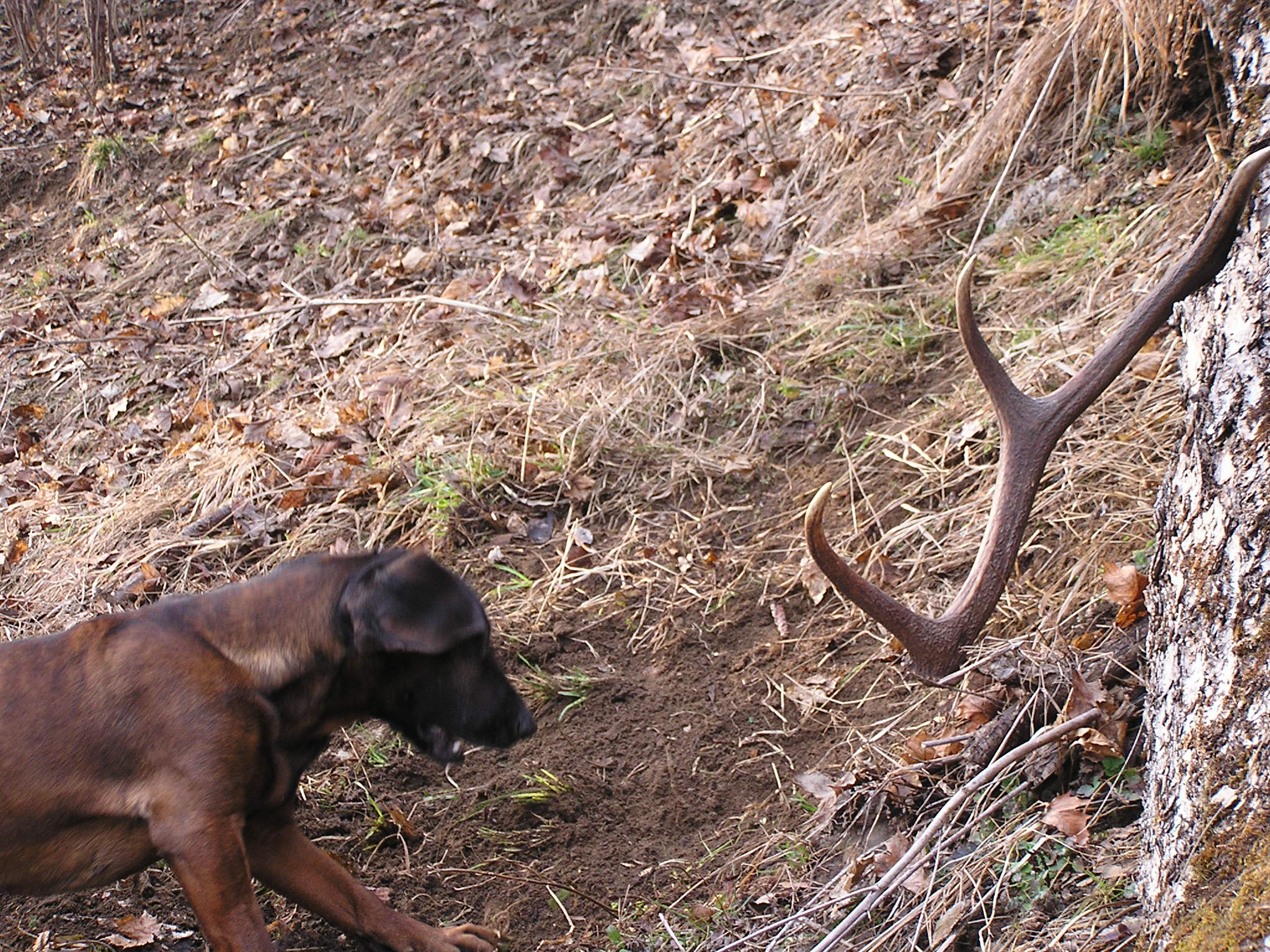 Baska hlasi zhod (3)